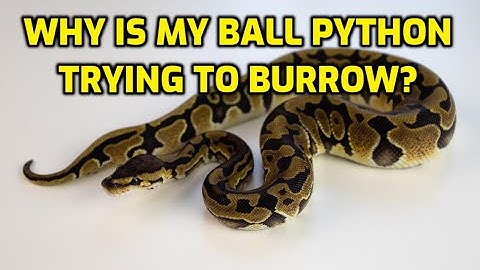 Why Is My Ball Python Trying To Burrow?