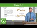 Clavicle: Overview & Parts – Anatomy | Lecturio