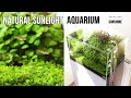 Aquascaping SUNSHINE/NATURAL SUNLIGHT AQUARIUM  -Introducing The Fish And End Of The Story-