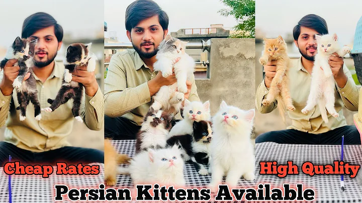 Watch the video about Persian kittens Price in Pakistan/Triple coat/Cats & Kittens Market,Shop/Cat Baby/Cats store