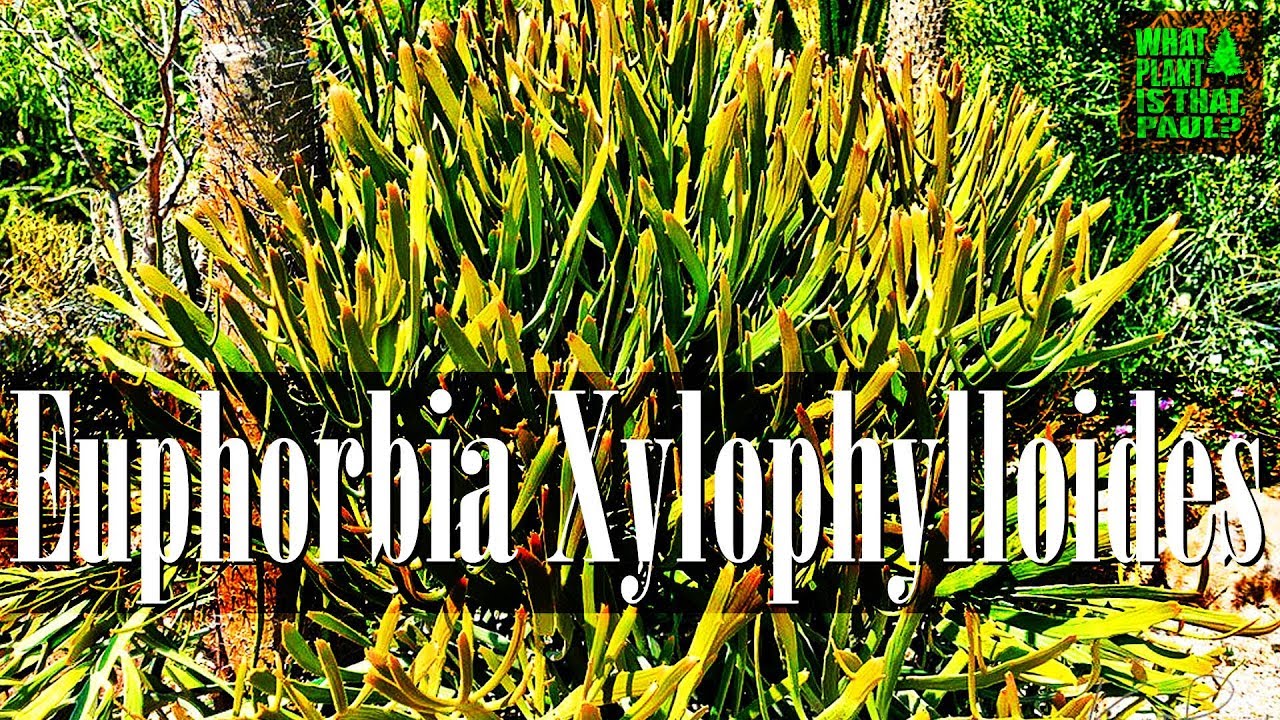 Paddle Cactus (Euphorbia Xylophylloides) - one of the easiest