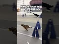 Should The 4th Dog Be Banned Dogs Sports Flyball Racing Sprinter Fast