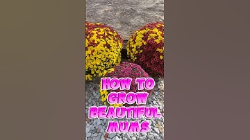 How to take care of your mums. Growing mums is super easy. Follow these tips
