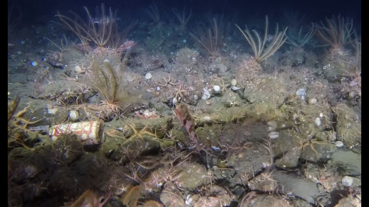 Beer to help save coral reefs debuts in Tampa today