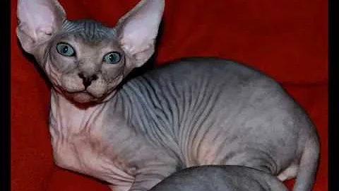Video 10576811: sphynx cat compilation, weird cat, kittens amazing