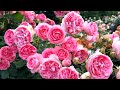 【4K】京成バラ園(千葉県)2024年5月21日 May 21,2024 Keisei Rose Garden(Ciba)