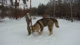 malamute 4 months.