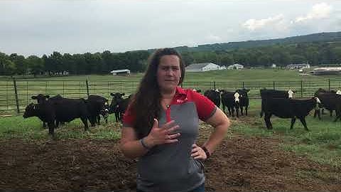 Cattle Tech Talk: 5 Tips for Weaning Calves