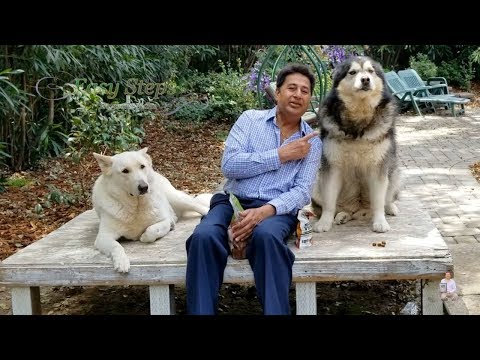 sheru-&-bruno-eating-multi-vitamin-&-chicken-jerky-|-alaskan-malamute-|-german-shepherd