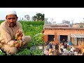 گاؤں کی سبزی منڈی Green Pea or matar harvest in Pakistan Village ki Sabzi Mandi Vlog