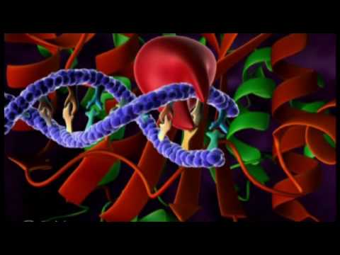Видео: Эволюционно консервативная функция поликомб репрессивного комплекса: роль статуса EZH2 и клеточного фона