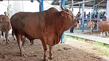 suara sapi, sapi moo, sapi jumbo, sapi lucu, sapi joget, sapi brahman, cow videos, funny cow