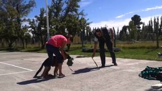 trabajo con cachorro y explicacion (ladrido)