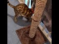 Psycho bengal cat going bananas shes too cute bengal