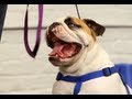 How to Quiet a Barking Dog | Dog Training How to Quiet a Barking Dog | Dog Training