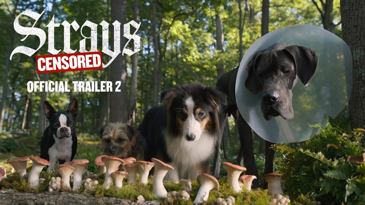 Strays Official Trailer 2 YouTube