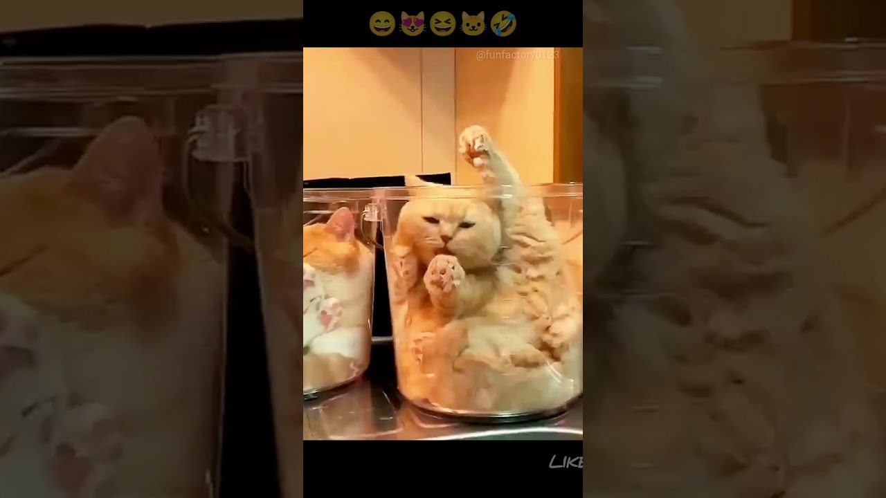 New Funniest Cats and Dogs Videos 😹🦮Part 254 | Cute and Funny Animals 😅 | #shorts