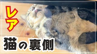 【暴露】猫のウラ側を見たい欲が爆発した結果... | 肉球・お腹【保護猫シェルター】