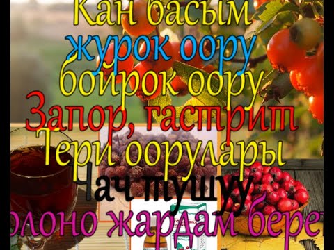 Video: Кокспур долоно дарагы - Кокспур долоно дарагын өстүрүү боюнча кеңештер