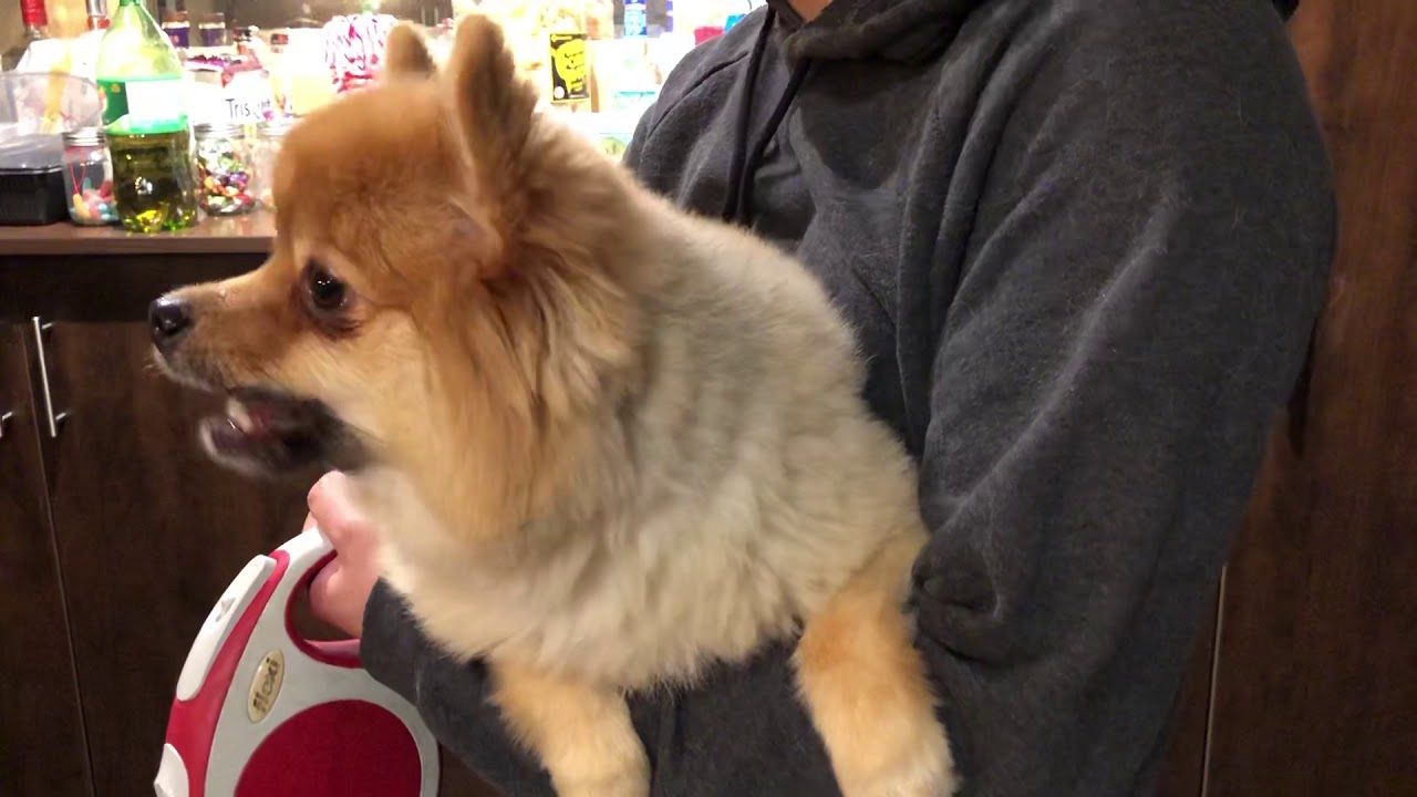 Pomeranian Crying daddy leaving.. YouTube