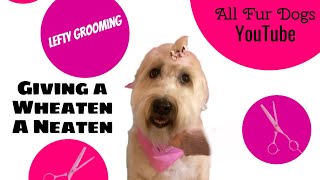 Giving a Wheaten a Neaten- Lefty Grooming by All Fur Dogs 145 views 3 years ago 19 minutes