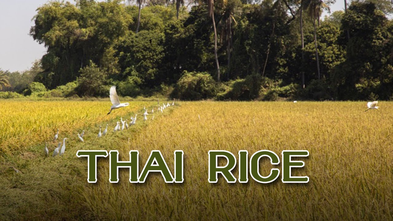 Thai Rice - YouTube