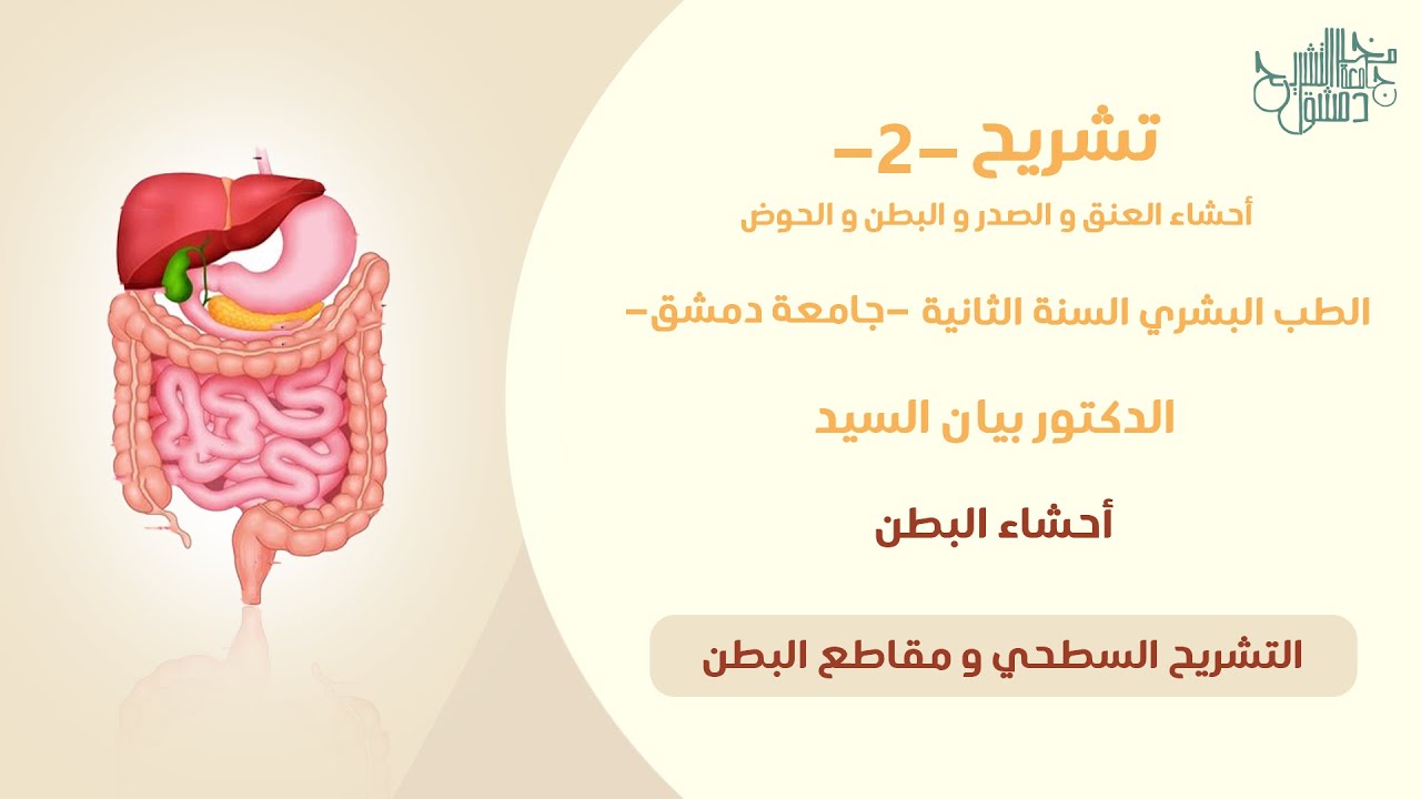 تشريح 2 | التشريح السطحي ومقاطع البطن الشعاعية | د.بيان السيد