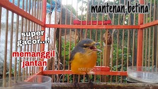 Download Lagu Burung mantenan betina super gacor memanggil jantan MP3
