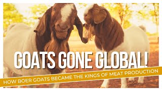 Everything You Need to Know About Boer Goats