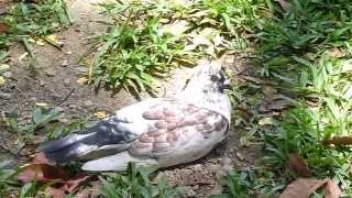 2隻鴿子1040626