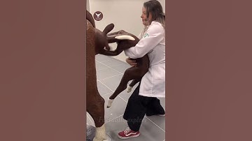 How do cows give birth to babies?