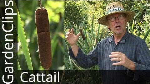Cattail - Typha - Bullrush - Cattails - Typha latifolia - Growing Cat tails