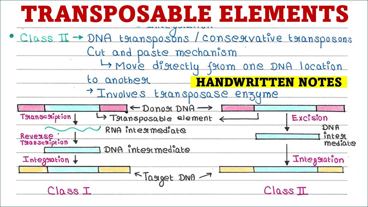 Транспонируемые элементы | Типы | Класс I | Класс II | Механизм