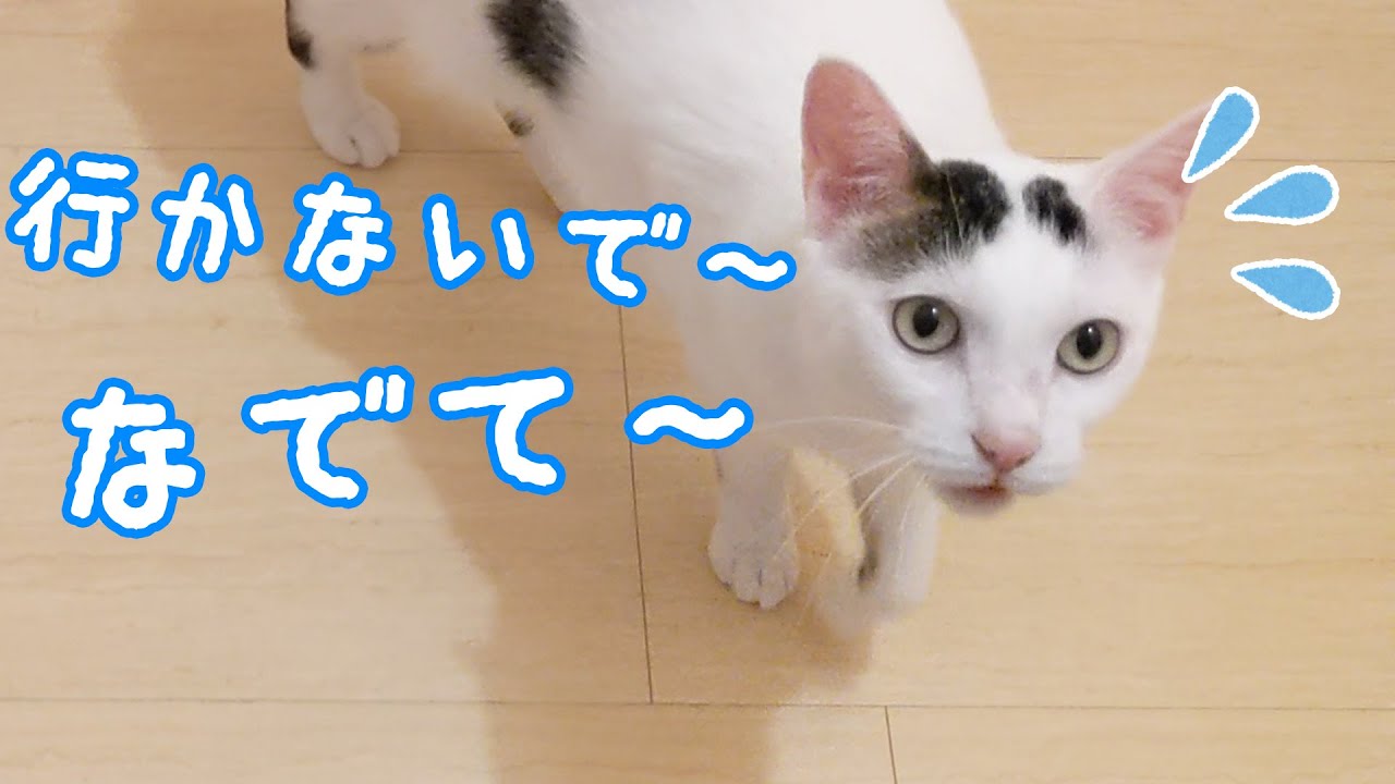 ママをずっと待ってた猫はどこまでもついてきます - YouTube