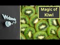 What Will Happen If You Start Eating Kiwis Every Day? | Kiwi Fruit Benefits