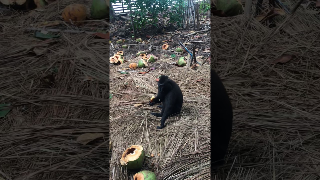 Чёрная макака - исчезающий в природе вид обезьян