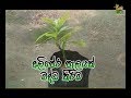 Department Of Agriculture Sri lanka Krushi tv channel-අලිපේර පැලයක් බද්ධ කිරිම