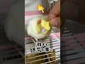 【オカメインコ】まるでオバ⚪︎（笑）爆笑！乱れるお喋りハチヲのモーニング #放送事故