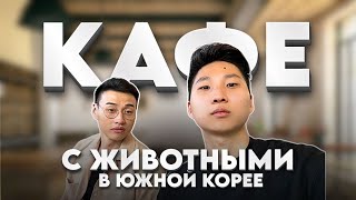 ВЫ НЕ ПОВЕРИТЕ ЧТО ПРОИСХОДИТ В ЭТОМ КАФЕ С ЖИВОТНЫМИ В ЮЖНОЙ КОРЕЕ