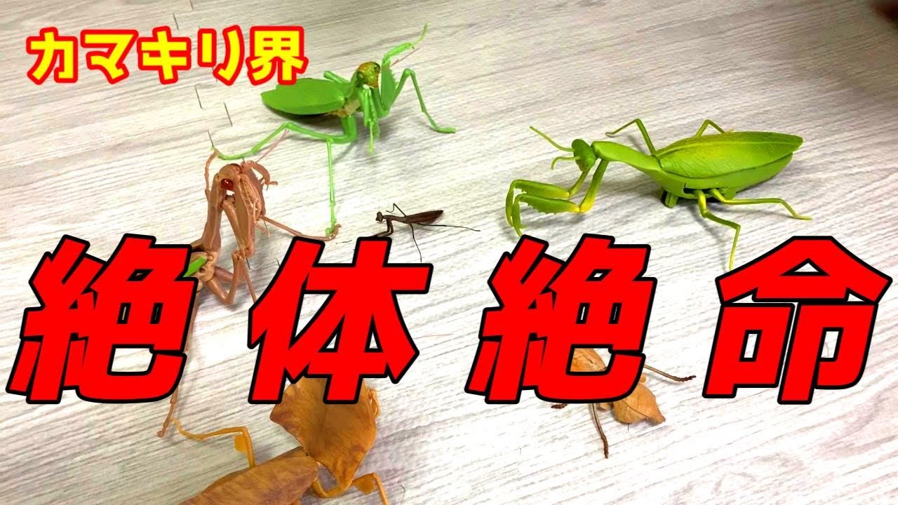 カマキリラジコン 51d60PAFiGL._UF350,350_QL50_.jpg