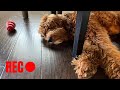 Spying On My Dog With A Lego GoPro Tank!
