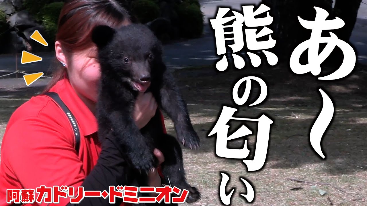 【はじめての外散歩】ヘンタ…愛の強い飼育員は赤ちゃん熊を吸うのが大好き！どんな匂いなの？