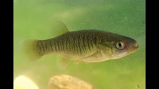how to make a mud minnow trap