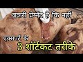 कोई पप्पू बनाए तो ना बने ऐसे पहचाने | pregnant goat ki pahchan kare | sukant chawla | pkraj vlogs
