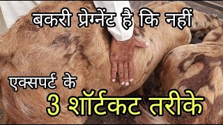 कोई पप्पू बनाए तो ना बने ऐसे पहचाने | pregnant goat ki pahchan kare | sukant chawla | pkraj vlogs