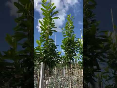 Video: Is prunus laurocerasus rotundifolia giftig?