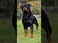 Rottweiler versus Doberman #trending #trending #pitbull #germanshepheard #germanshepheard #funny