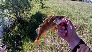 Окунь на Вертушку! Спиннинг на Малой реке. Небольшая Прогулка