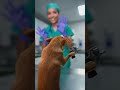#comedyshorts #funny #petshorts #pets #duet