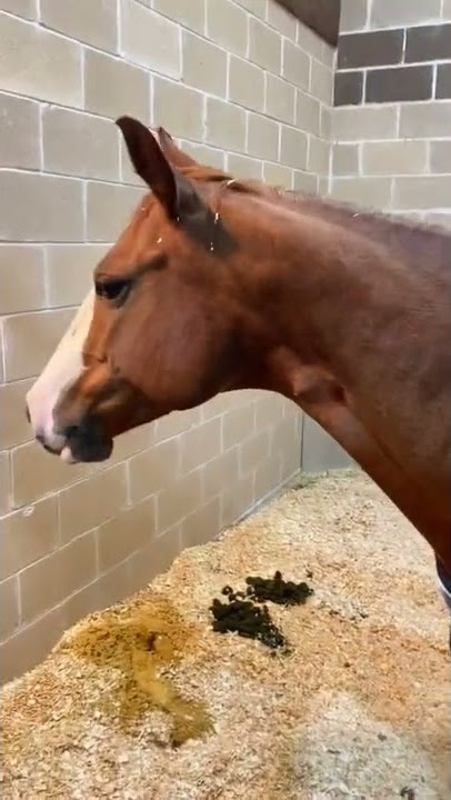 Small Kitten Riding On Brown House In Stable